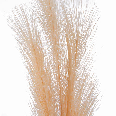 Pink Pampas Grass