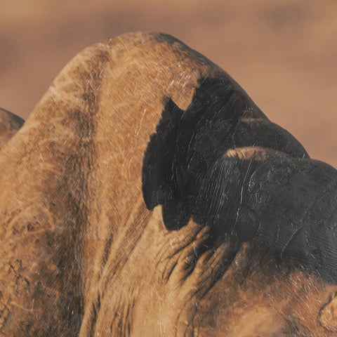 Kenyan Rhino Framed Photo Art Print