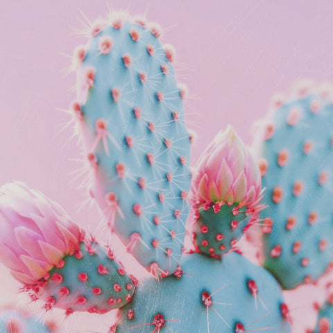 Blush Botanicals  Framed Photo Art Print