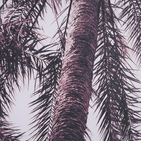 Pink Palms by Deborah Revell Framed Photo Art Print