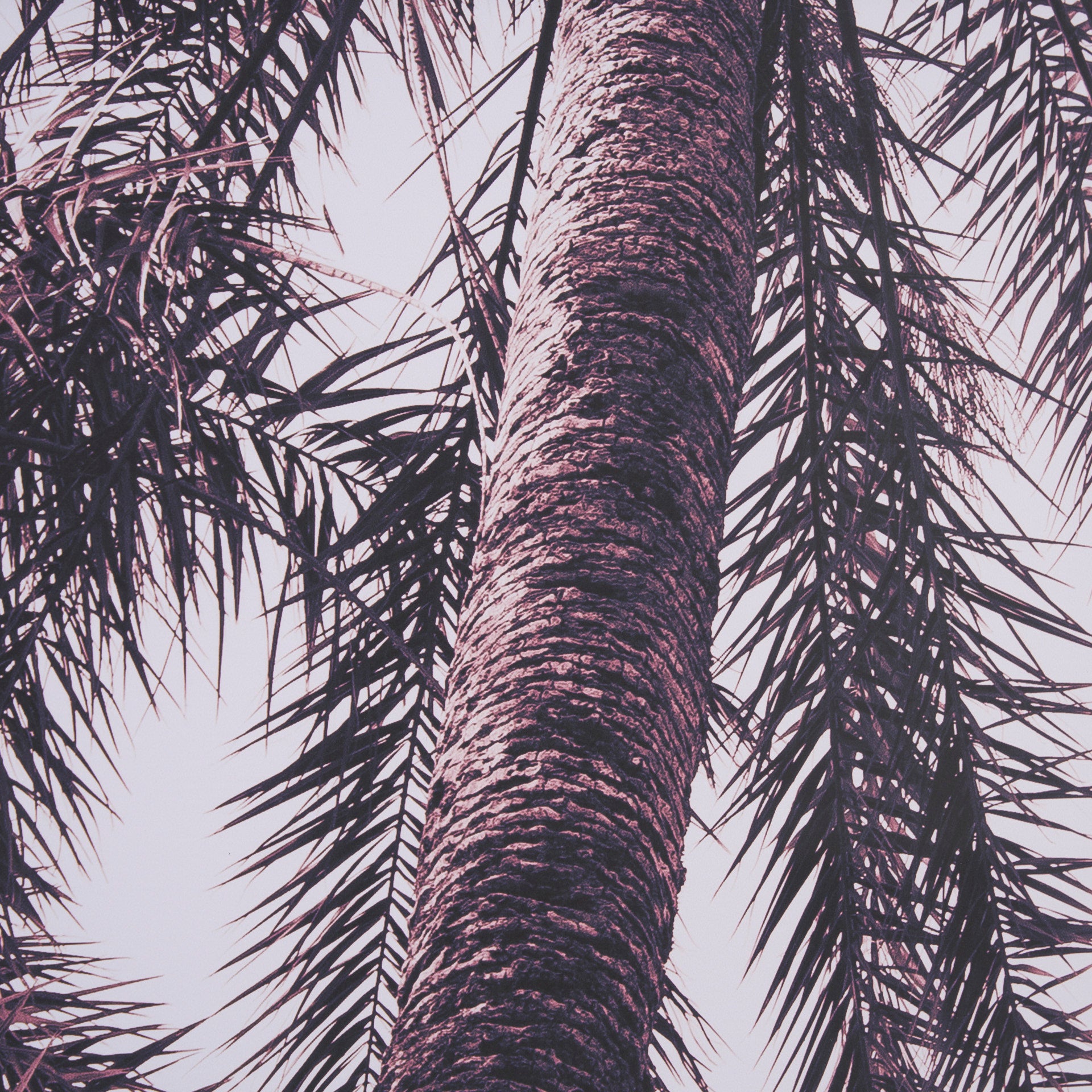 Pink Palms by Deborah Revell Framed Photo Art Print