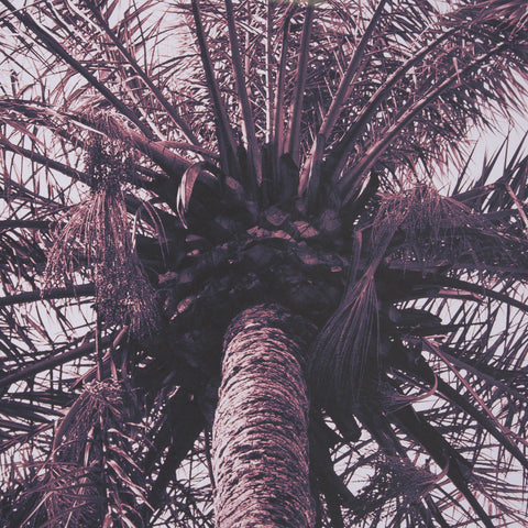 Pink Palms by Deborah Revell Framed Photo Art Print