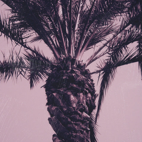 Pink Palms by Deborah Revell Framed Photo Art Print