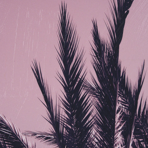 Pink Palms by Deborah Revell Framed Photo Art Print