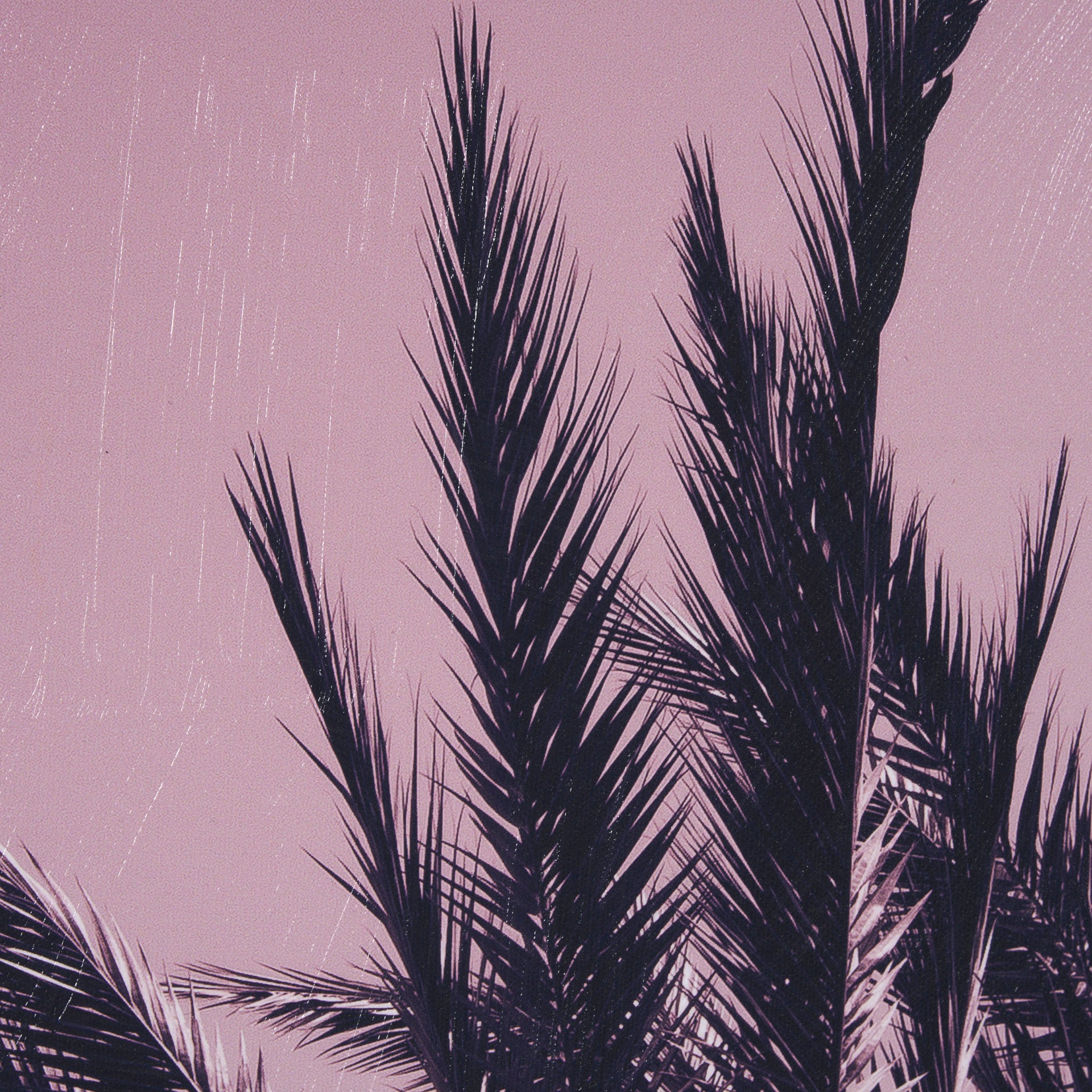 Pink Palms by Deborah Revell Framed Photo Art Print