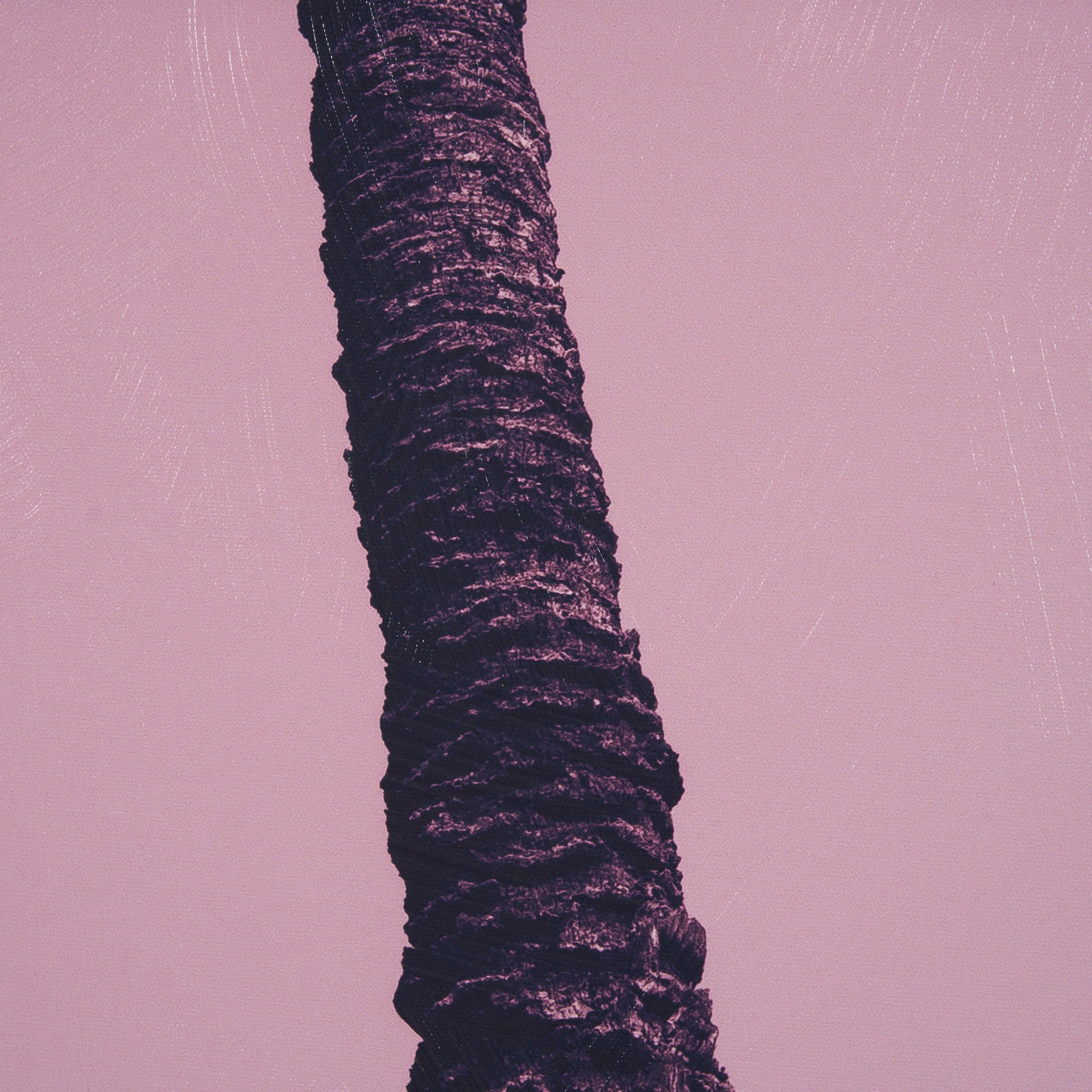 Pink Palms by Deborah Revell Framed Photo Art Print