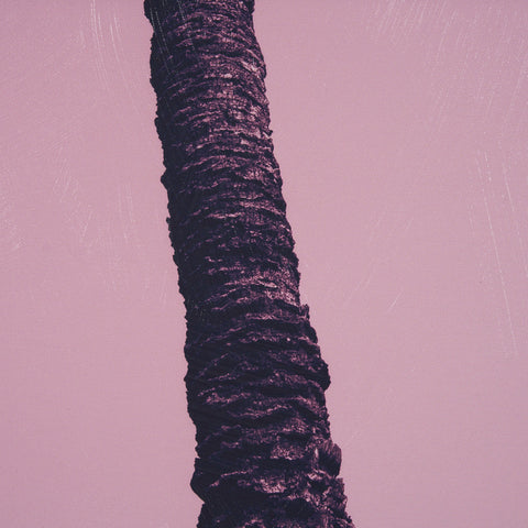 Pink Palms by Deborah Revell Framed Photo Art Print