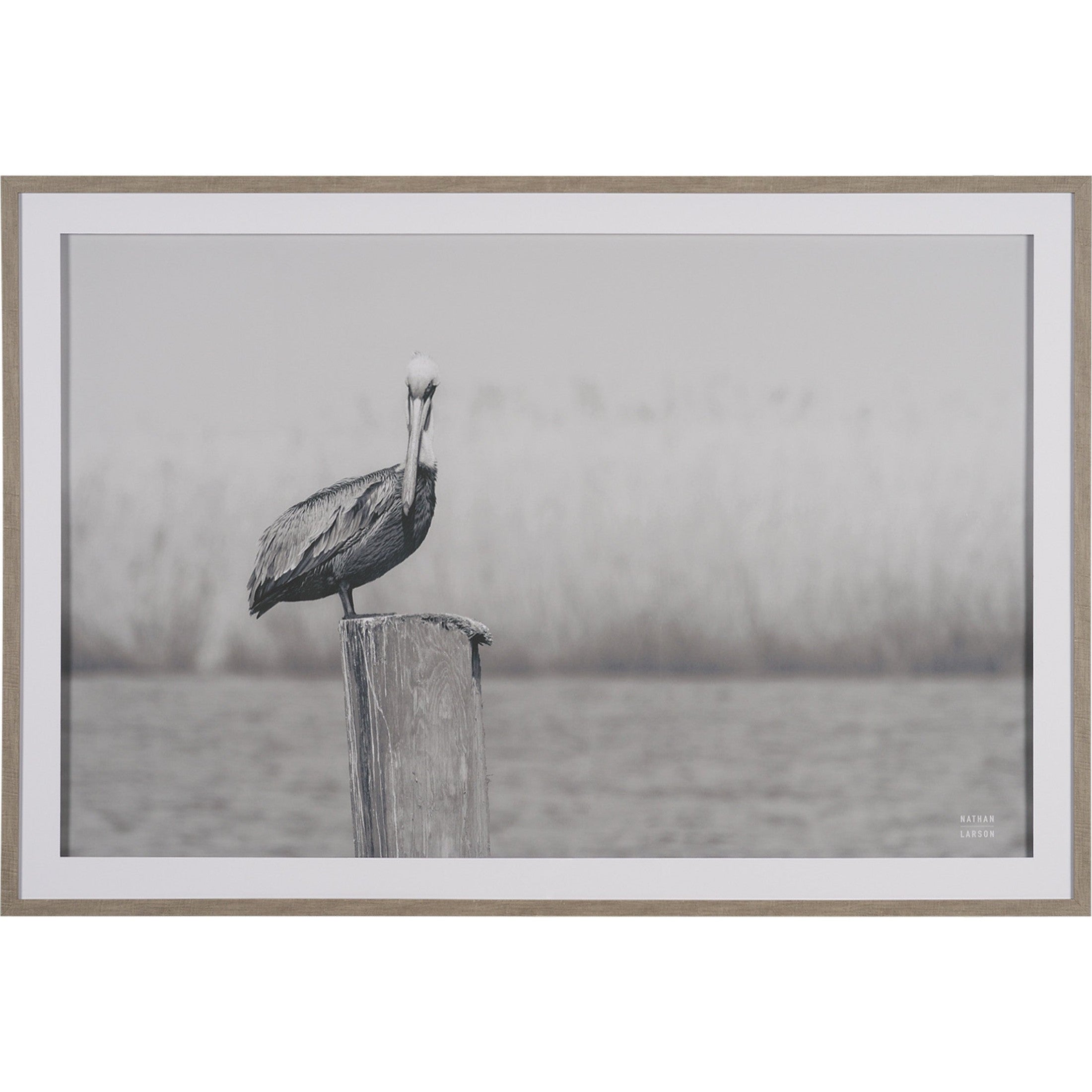 Pelican Stories Framed Art Print