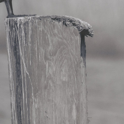 Pelican Stories Framed Art Print