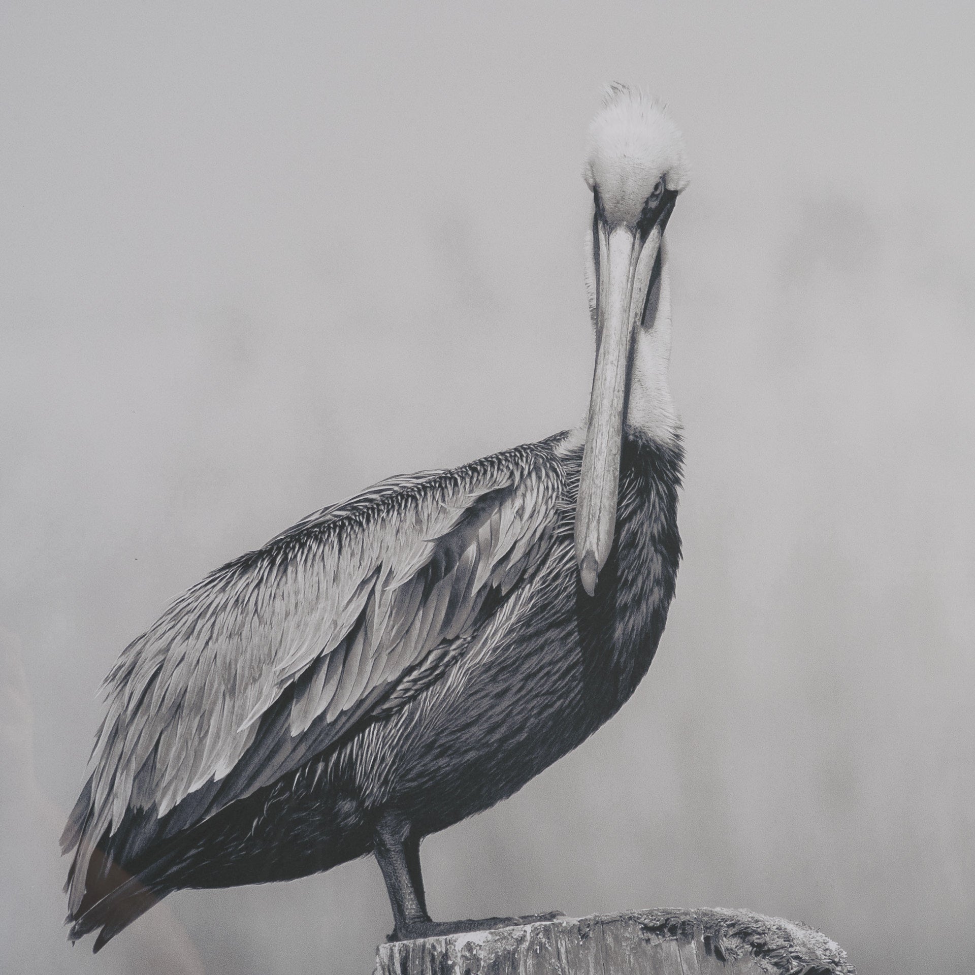 Pelican Stories Framed Art Print