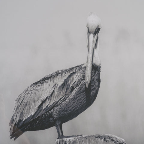 Pelican Stories Framed Art Print