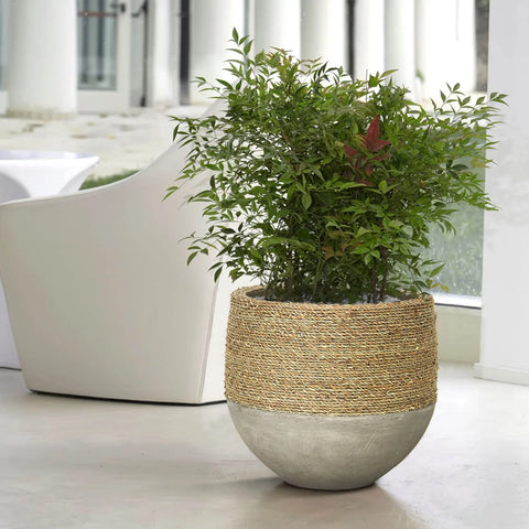 Nature Mixed Grass and Concrete Pot