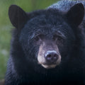 Standing Bear (40 x 32)_6