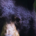 Bear (31 x 41)_5
