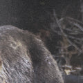 Mom and Cub (31 x 31)_6