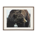 Grizzly Bear (42 x 32)_0