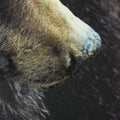Grizzly Bear (42 x 32)_5