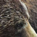 Grizzly Bear (42 x 32)_6