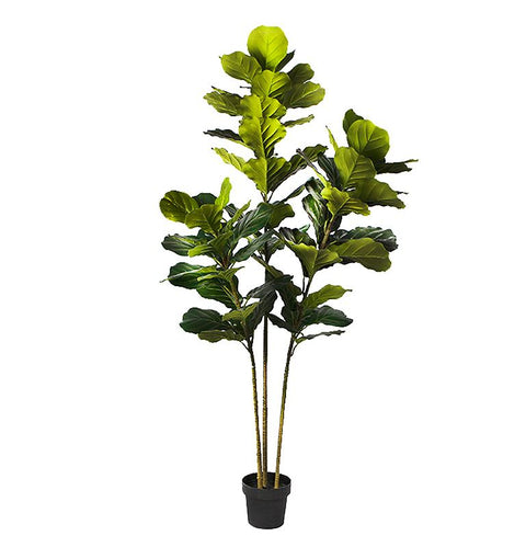 Fiddle Leaf Fig Faux Plant 200cm/ 78.74"